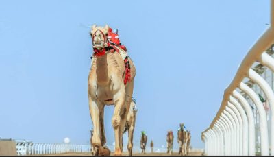 الاتحاد السعودي للهجن يغلق باب التسجيل لمهرجان ولي العهد اليوم الأحد