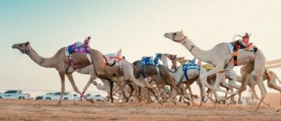 للعام الثامن على التوالي.. الشرائح التقنية للهجن حاضرة في مهرجان ولي العهد بالطائف