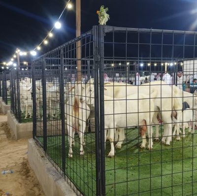 ‏بيئة العاصمة المقدسة تنظم النسخة الرابعة من ملتقى الماعز البيشي الأبرص