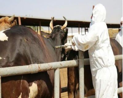 “وقاء” يبدأ تحصين أكثر من مليون رأس ماشية بالمنطقة الشرقية ضمن الحملة الوطنية الأولى ضد الحمى القلاعية في 2024
