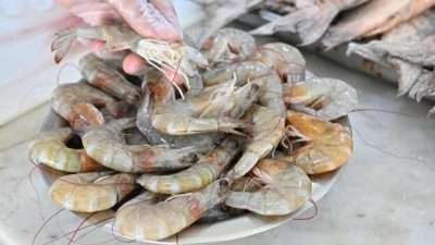 “بيئة جازان” تنفذ 3228 جولة رقابية على أسواق الأسماك والمنتجات البحرية