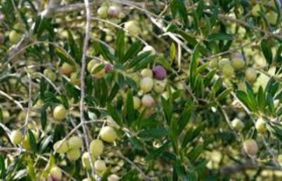 أكاديمي: زراعة الزيتون تنجح في الشمال والمرتفعات الجنوبية