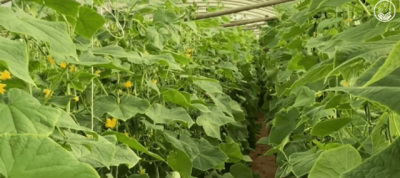“الإرشاد الزراعي” توضح طريقة تقليل تأثيرات التغيرات المناخية على محاصيل الفاكهة والخضروات
