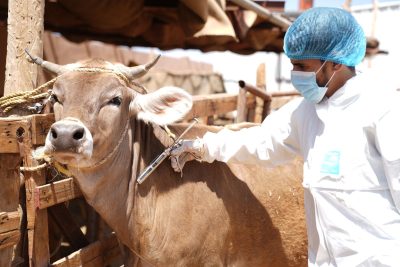 ” وقاء مكة ” يبدأ حملة التحصين لأكثر من نصف مليون رأس ماشية ضد مرض الحمى القلاعية