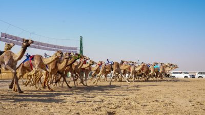 سيطرة إماراتية على كؤوس وزارة الرياضة لفئة “الجذاع”