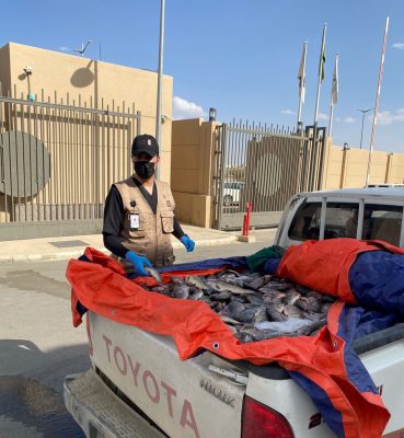 بلدية بيشة تُتلف 670 كجم من الأسماك الفاسدة داخل مركبة مخالفة للاشتراطات الصحية