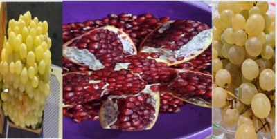 بيئة الطائف تطلق مهرجان العنب والرمان الثقافي مطلع أكتوبر